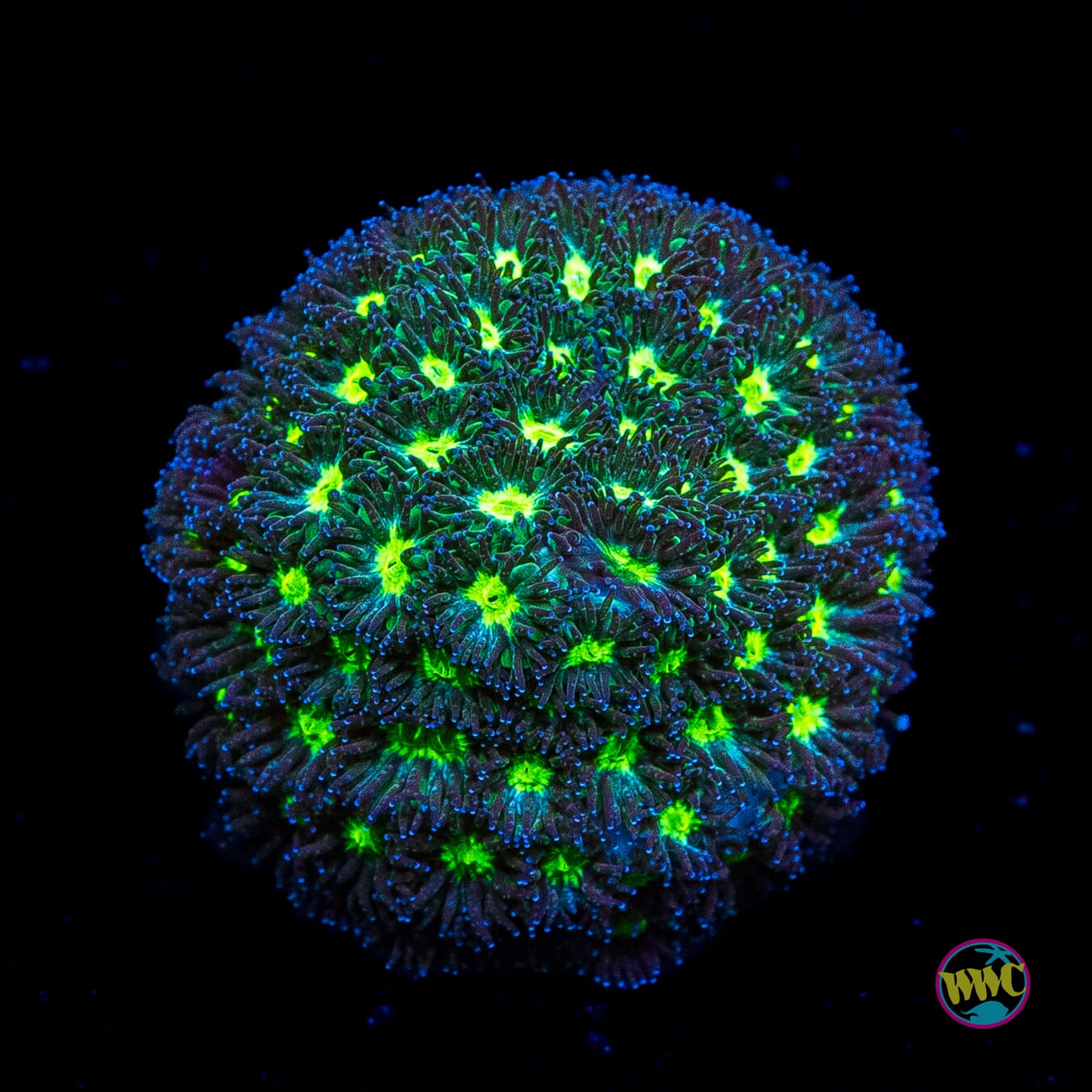 WWC Arctic Leptastrea