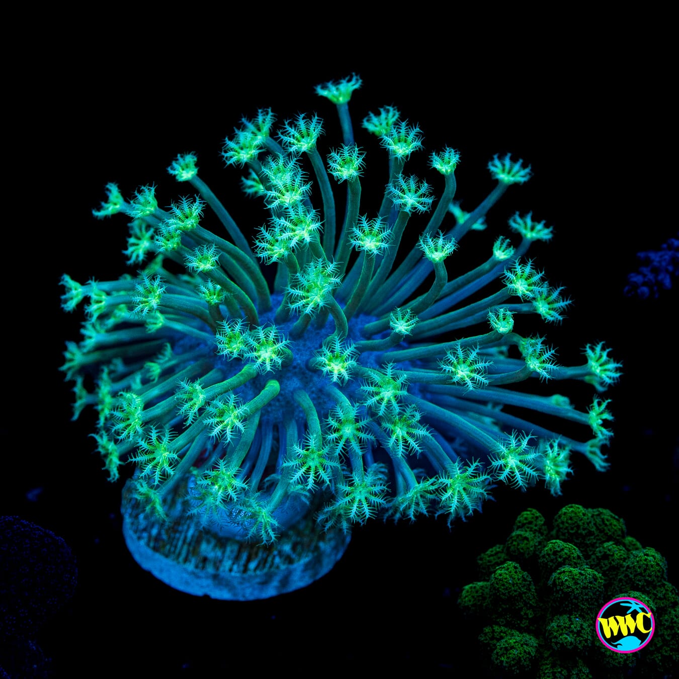 WWC Snowflake Polyp Toadstool Leather