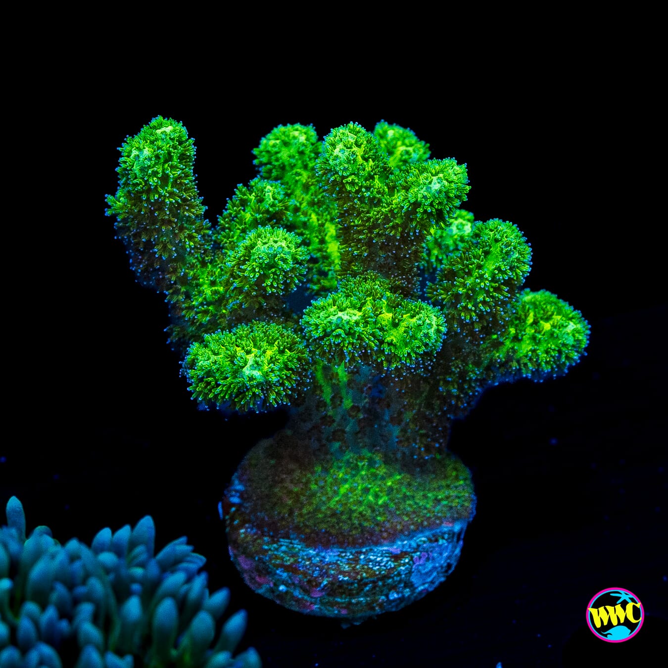 WWC Fallout Pocillopora