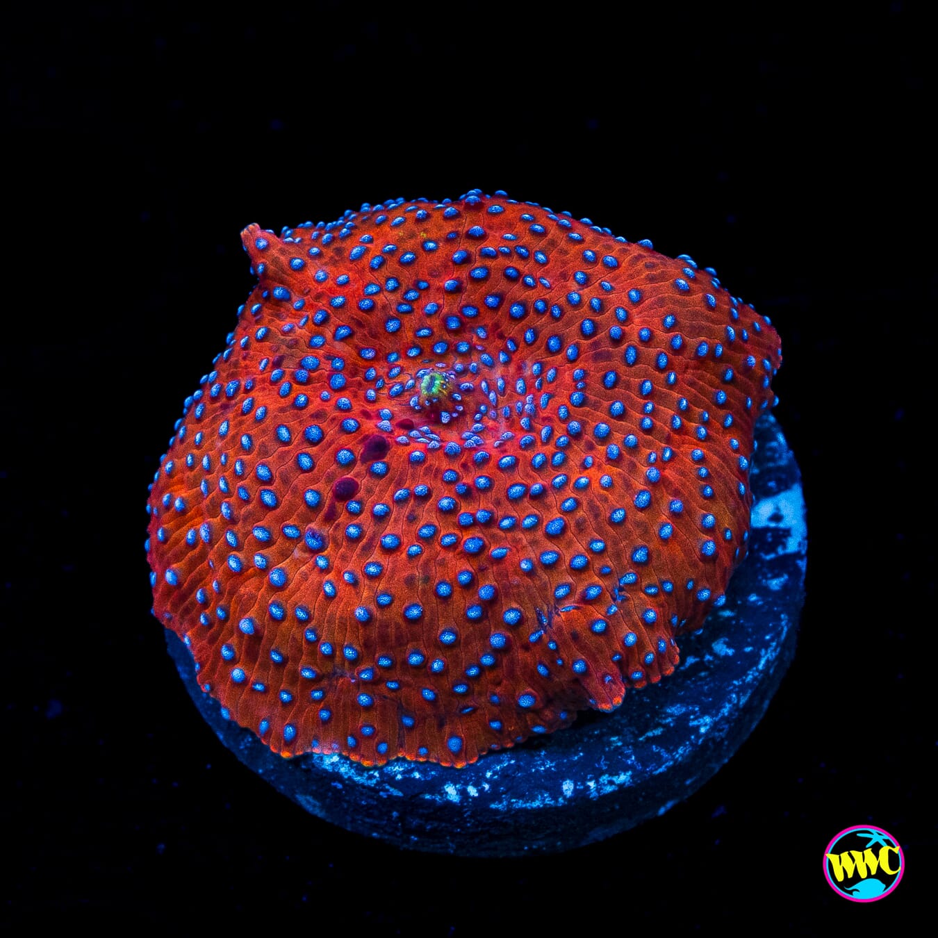 Strawberry Spritzer Disco Mushroom