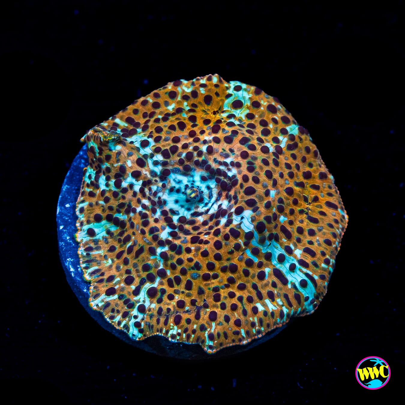Tiger Eye Disco Mushroom