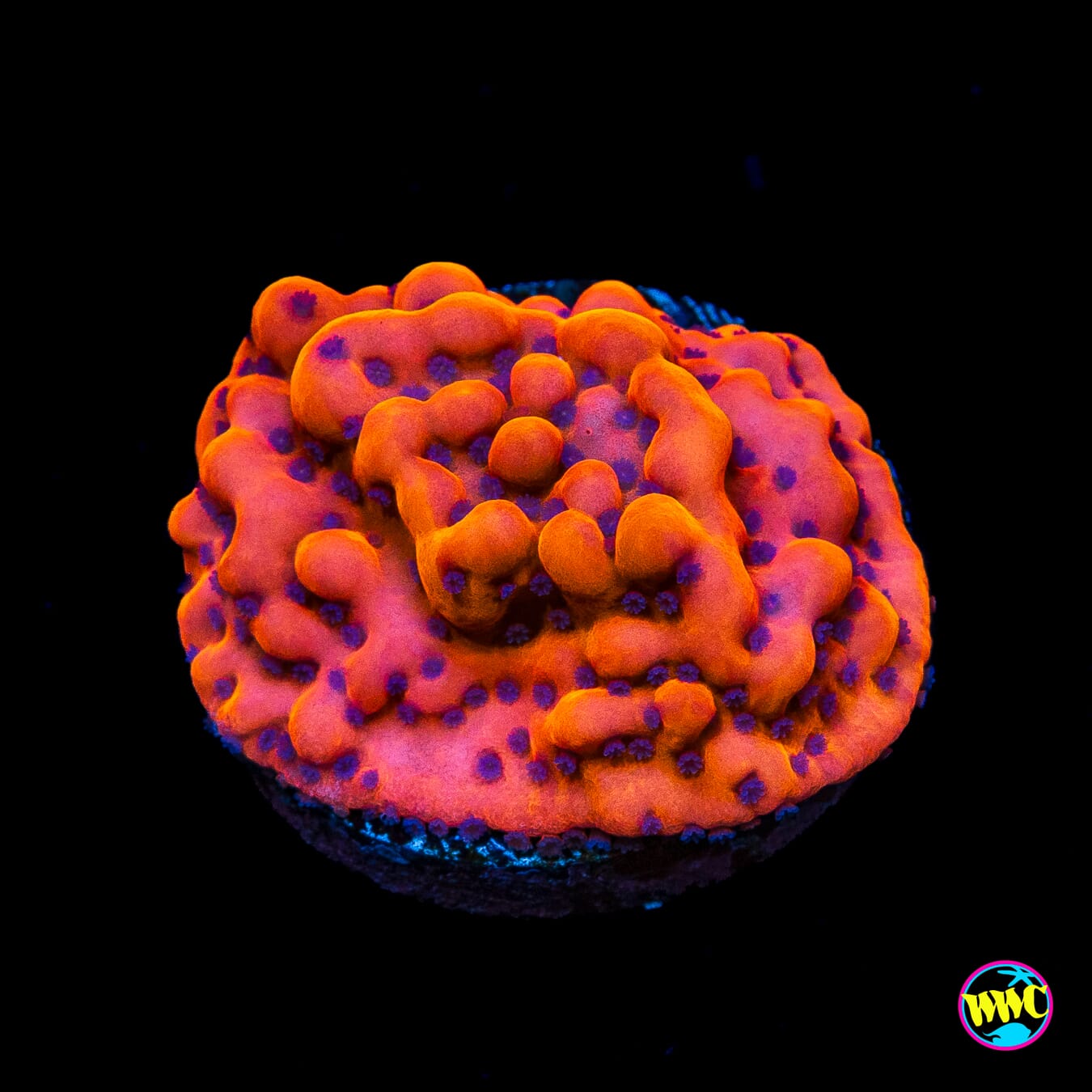 WWC Fire Mage Montipora