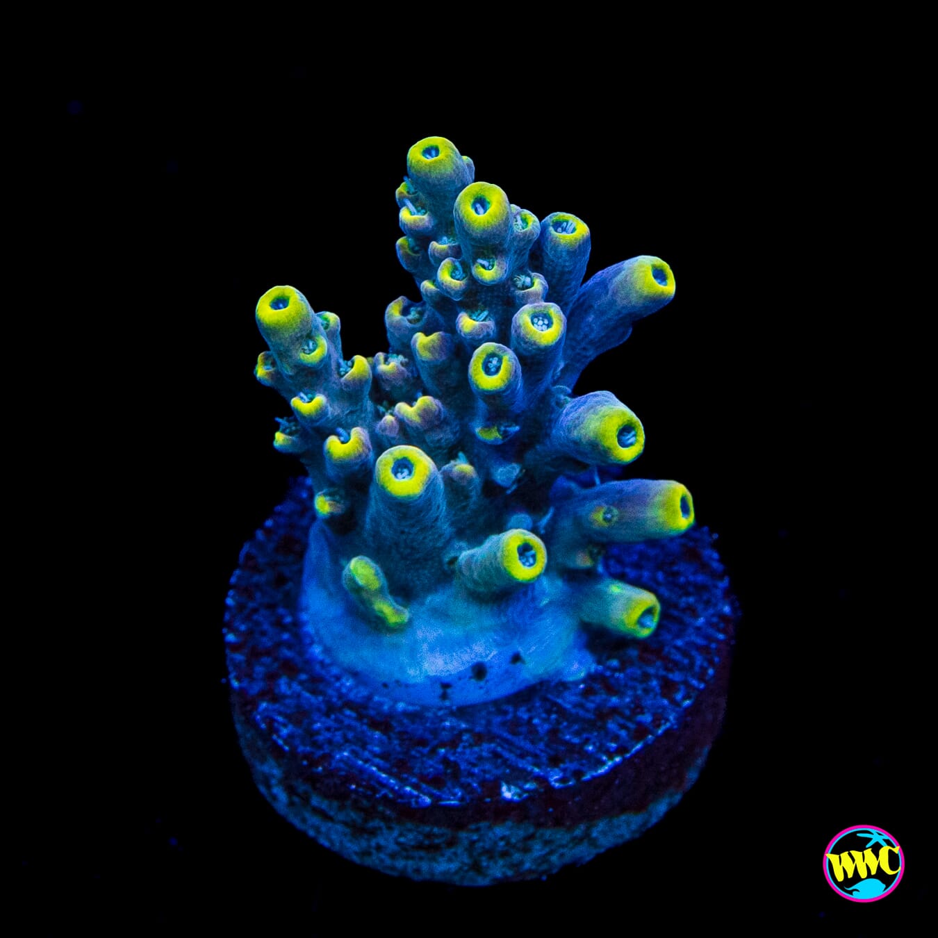 WWC Shark Bite Acropora