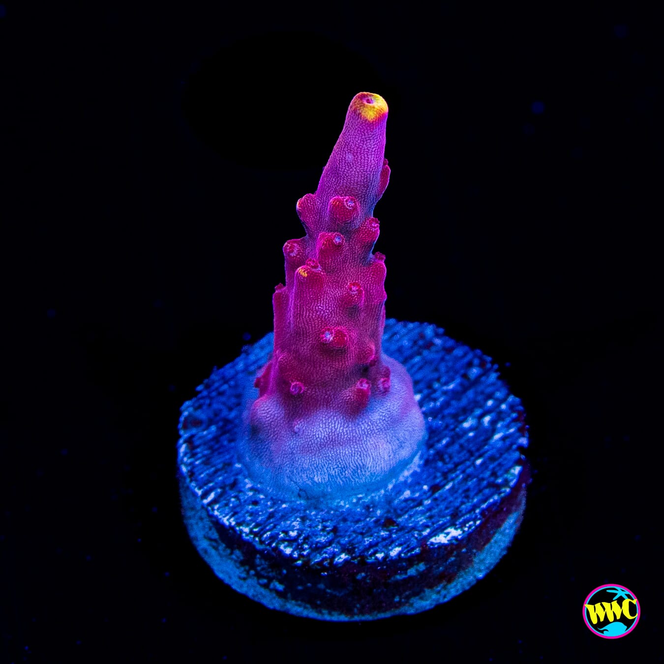 Jason Fox Fox Flame Acropora