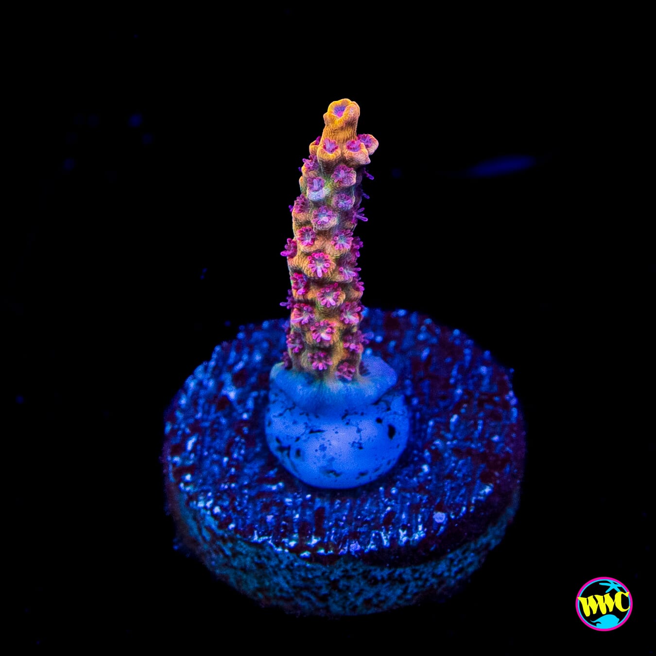 Tyree Pink Lemonade Acropora