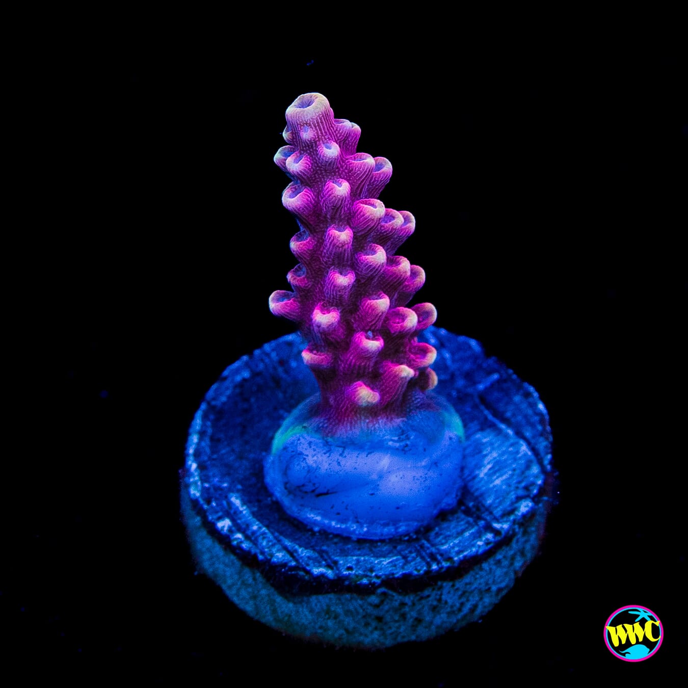 WWC Terra Red Acropora