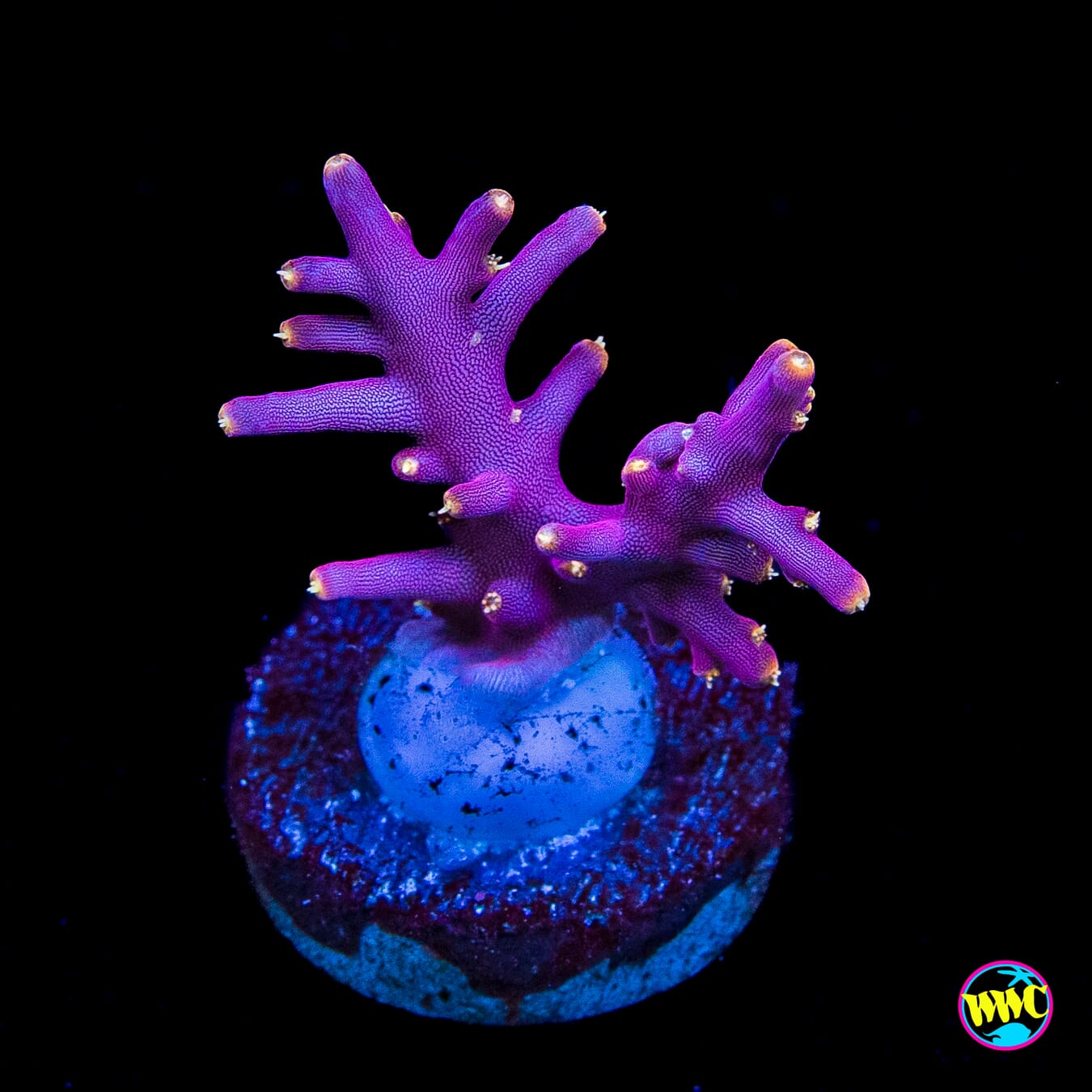 WWC Little Red Ferrari Acropora