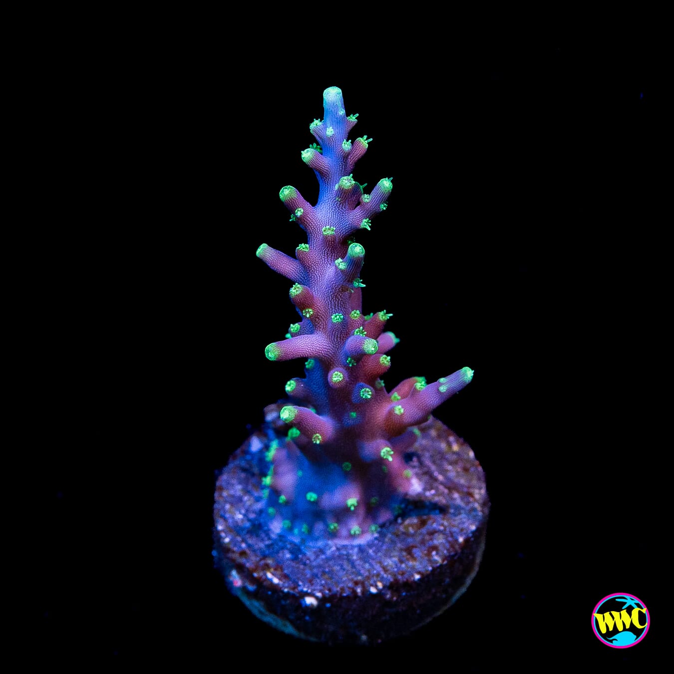 WWC Moonshine Acropora