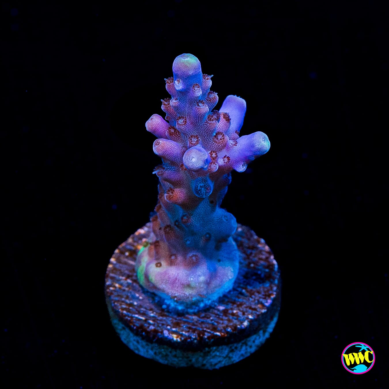 Paletta Blue Acropora