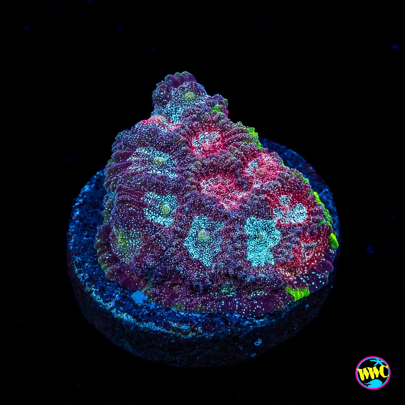 WWC Bejeweled Favites
