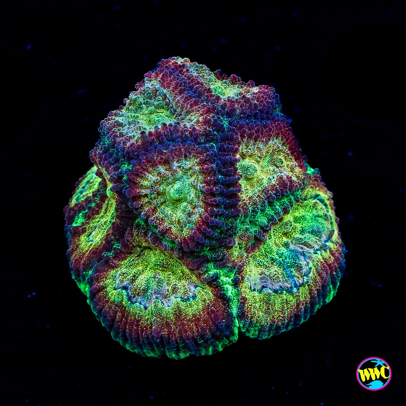 WWC Gold Dust Favia
