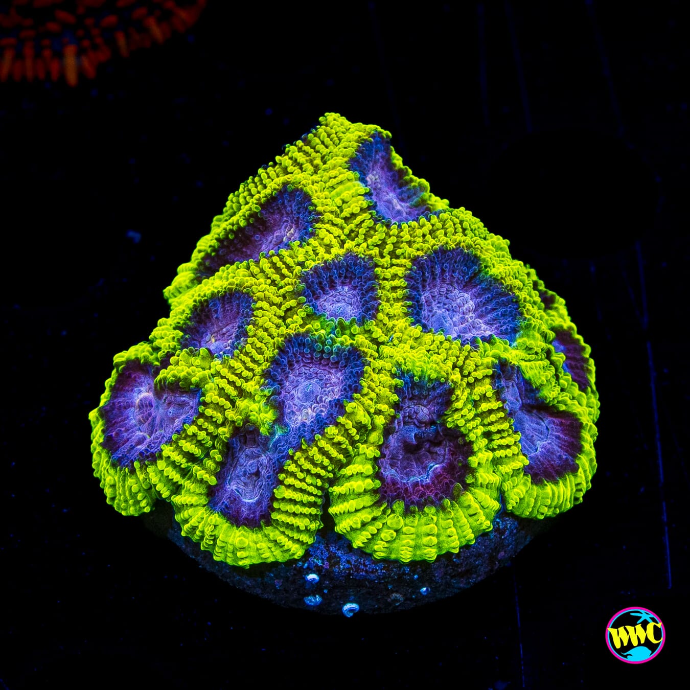 WWC Space Monkey Favia