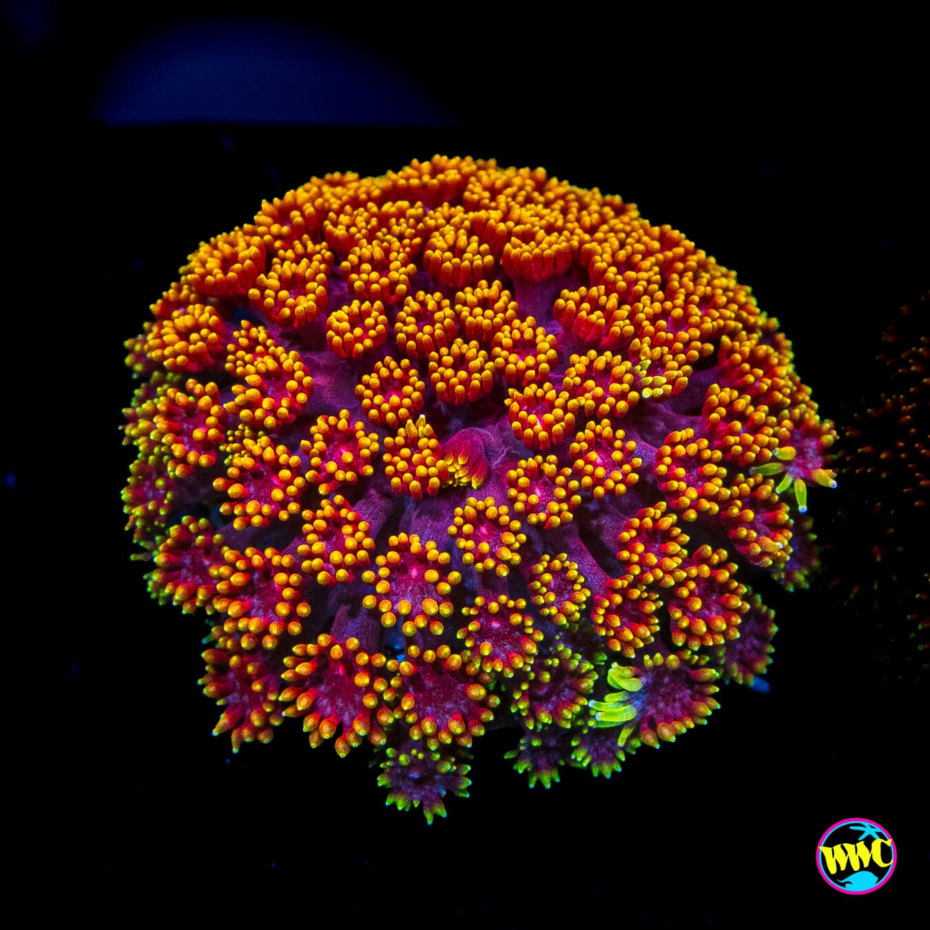 WWC Mai Tai Micro Goniopora