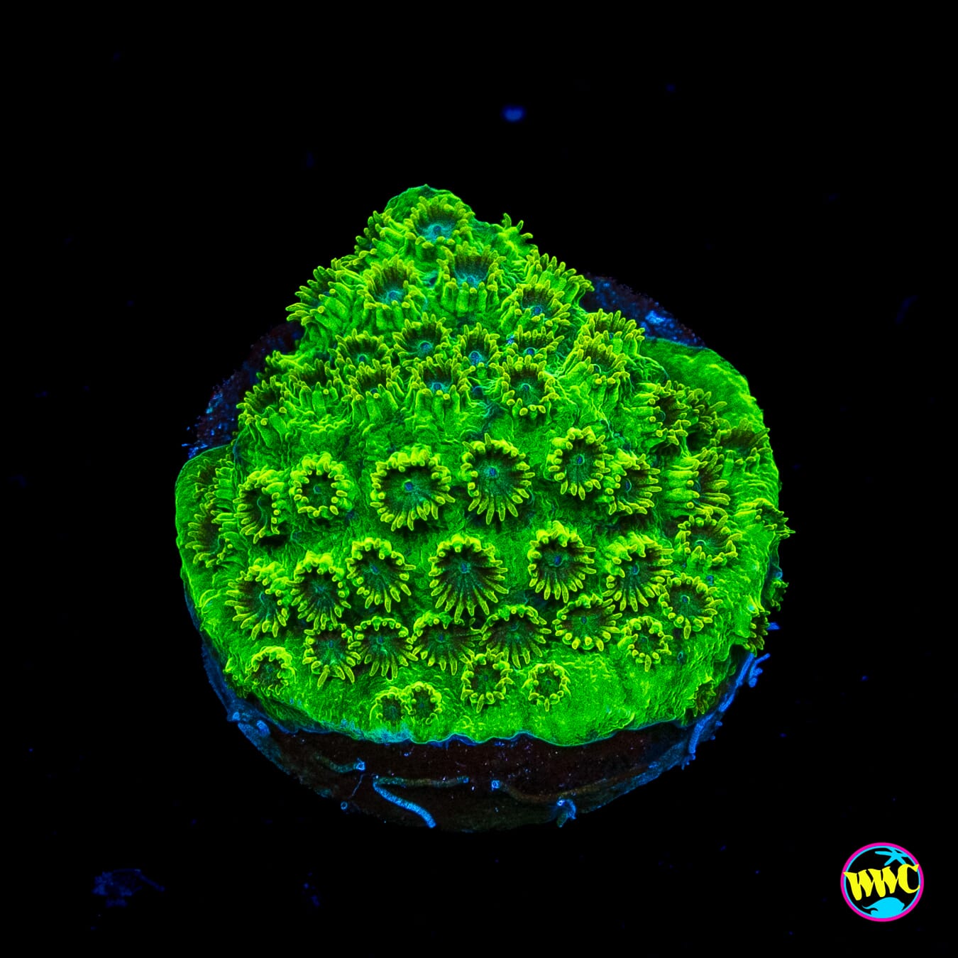 WWC Leafy Greens Cyphastrea