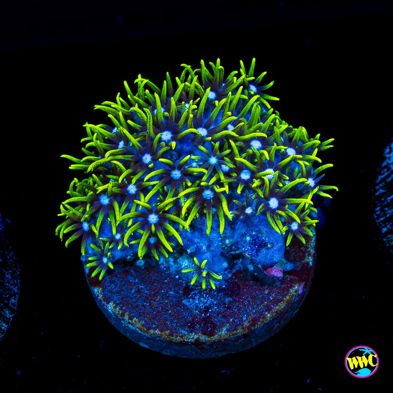 Neon Green Star Polyps
