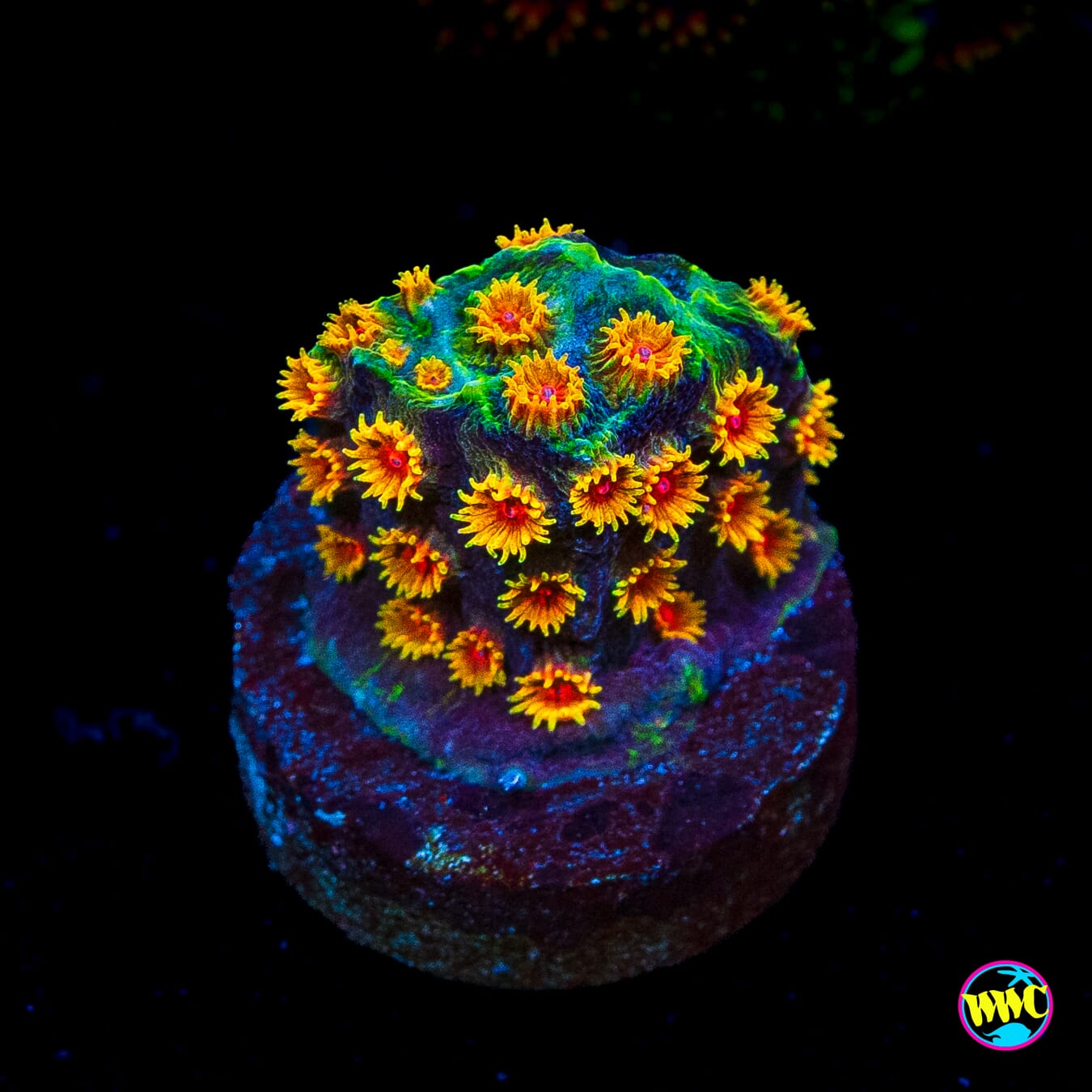 Bojangles Cyphastrea