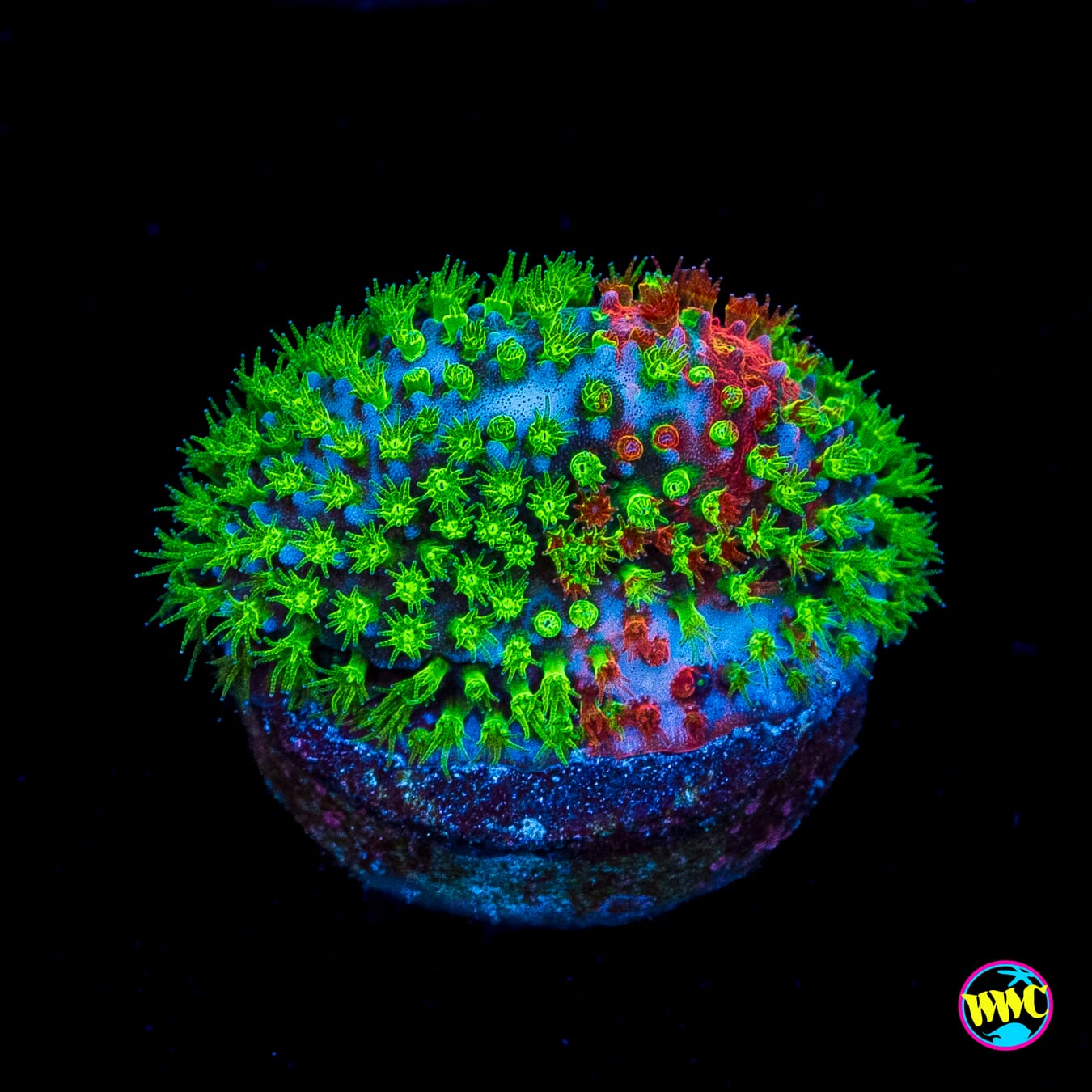 WWC Two Face Stylocoeniella