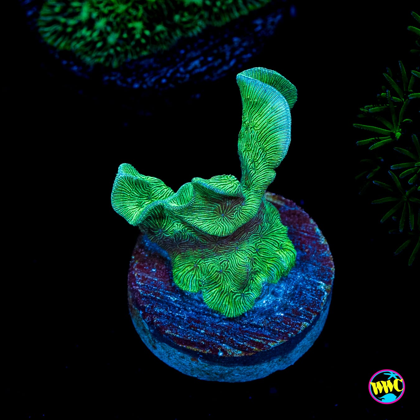 WWC Cactus Pavona