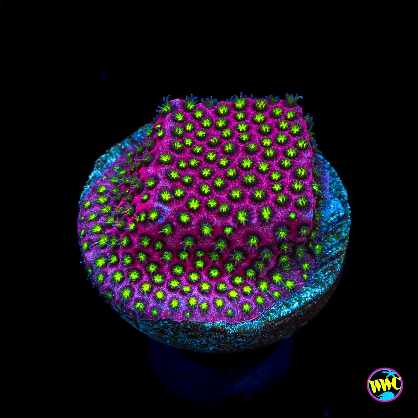 WWC Electric Daisy Stylocoeniella