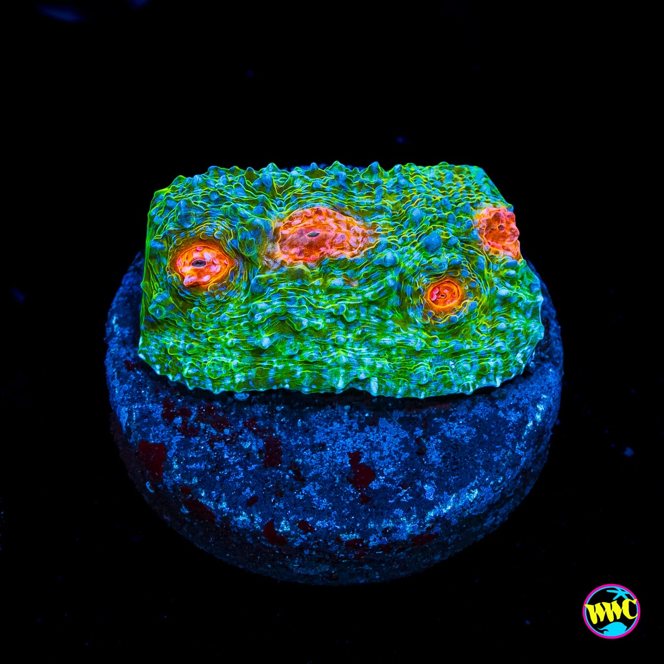 Jungle Jam Chalice