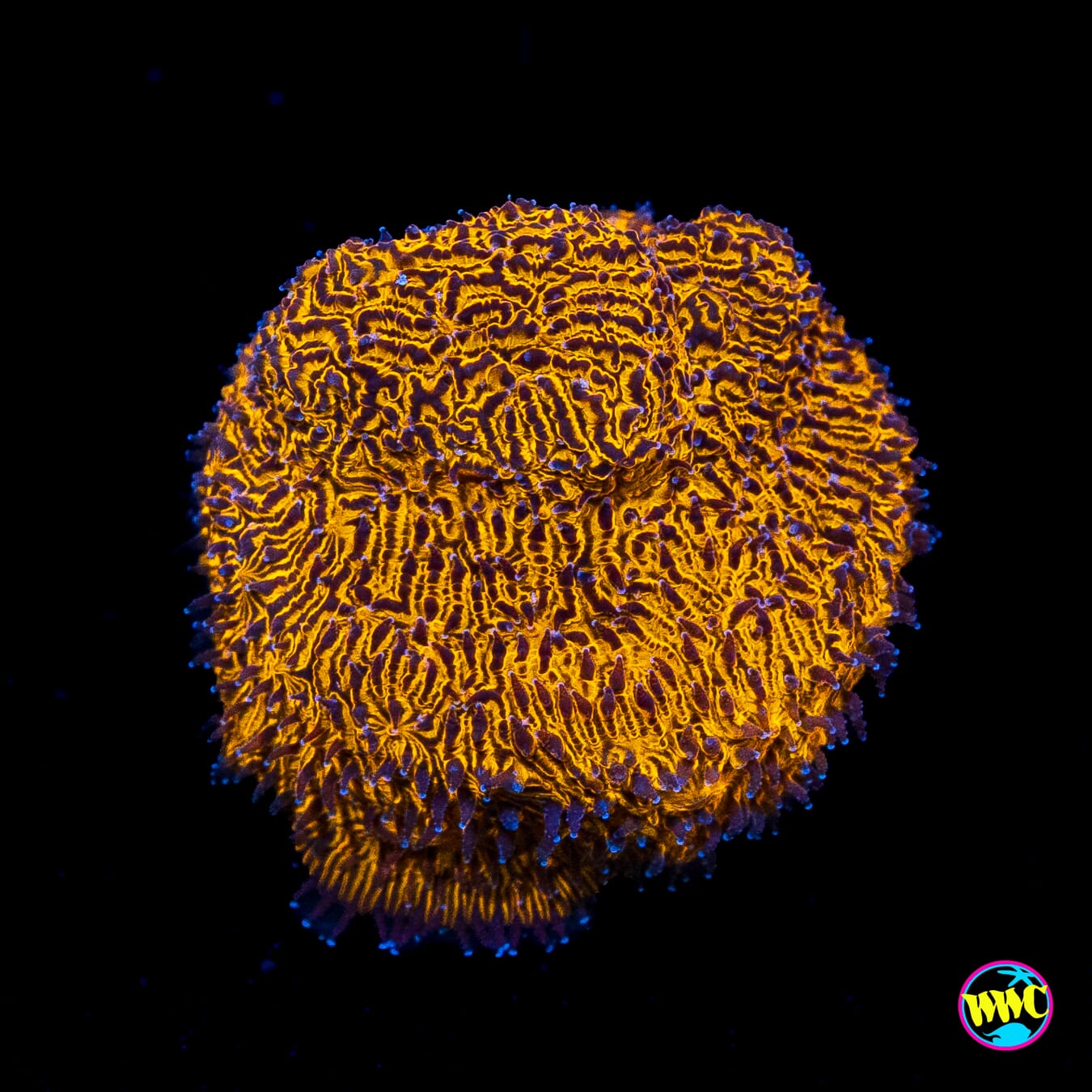 WWC 24K Lithophyllon