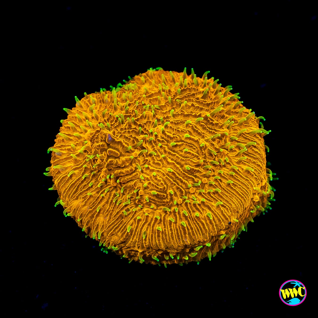 WWC Honeysickle Lithophyllon