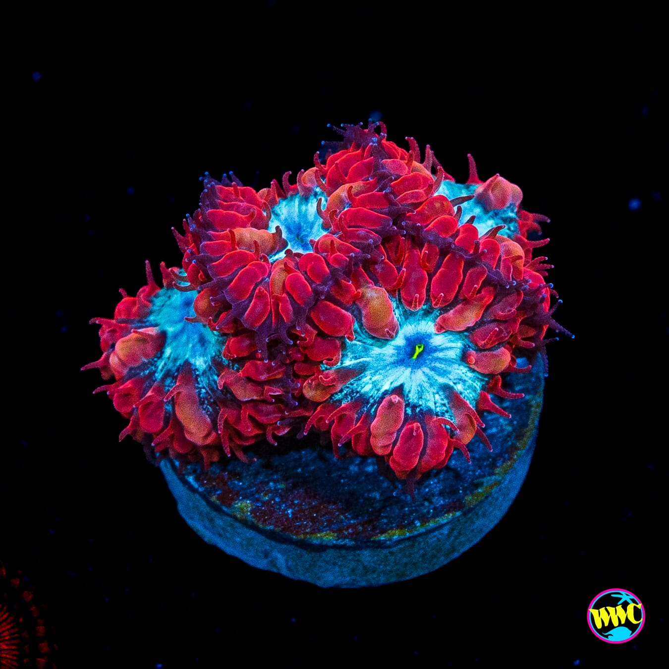 WWC Superman Merletti Blastomussa