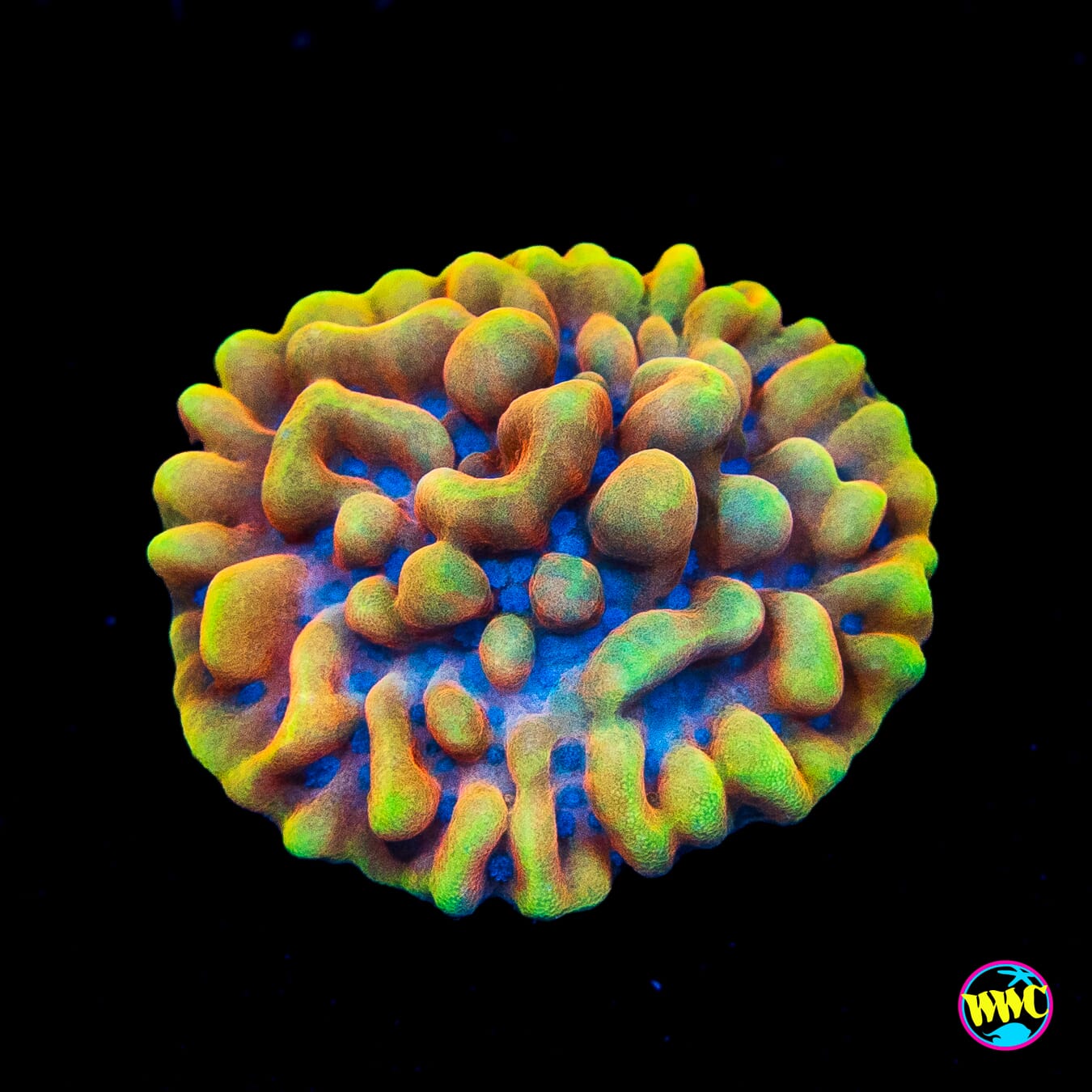 RR Crazy T Montipora