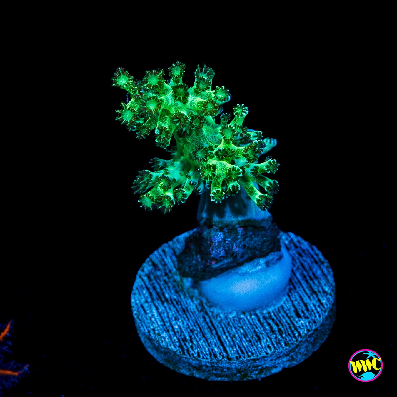WWC Kaiju Hairy Leather