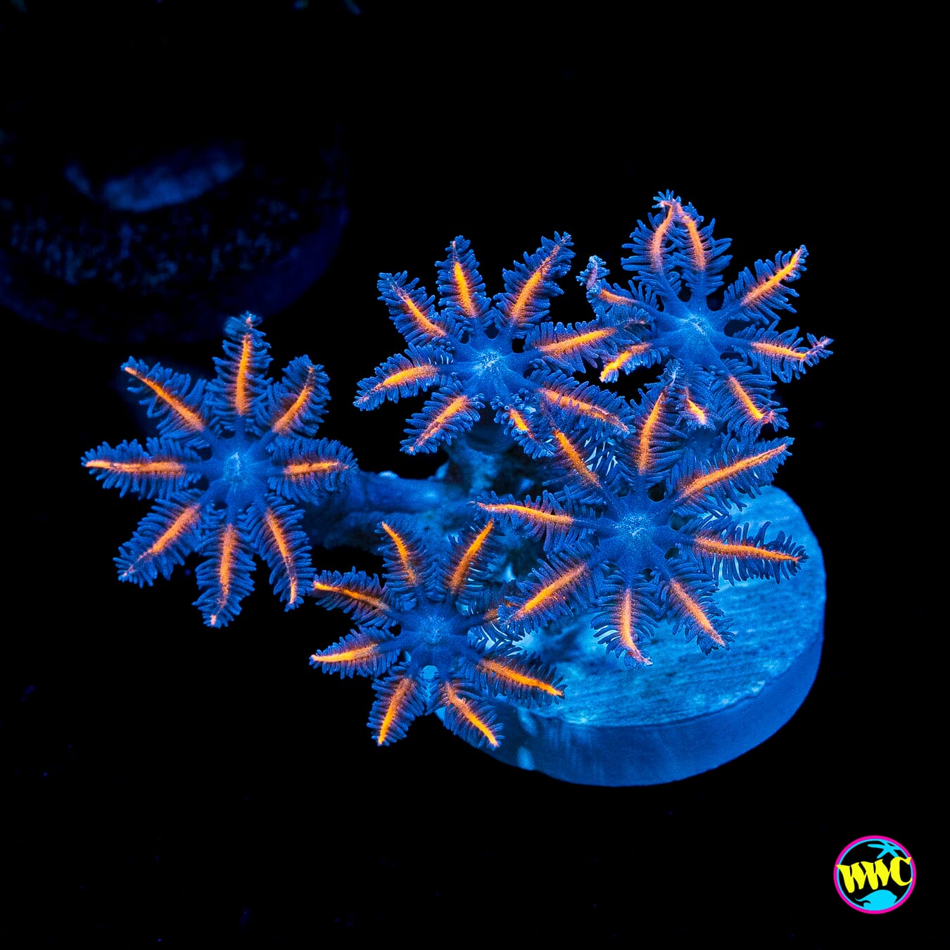 WWC Florida Squeeze Clove Polyps