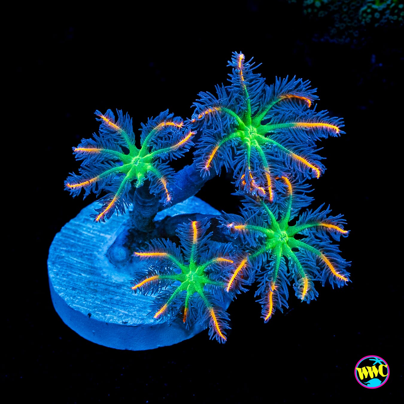 WWC Firework Clove Polyps