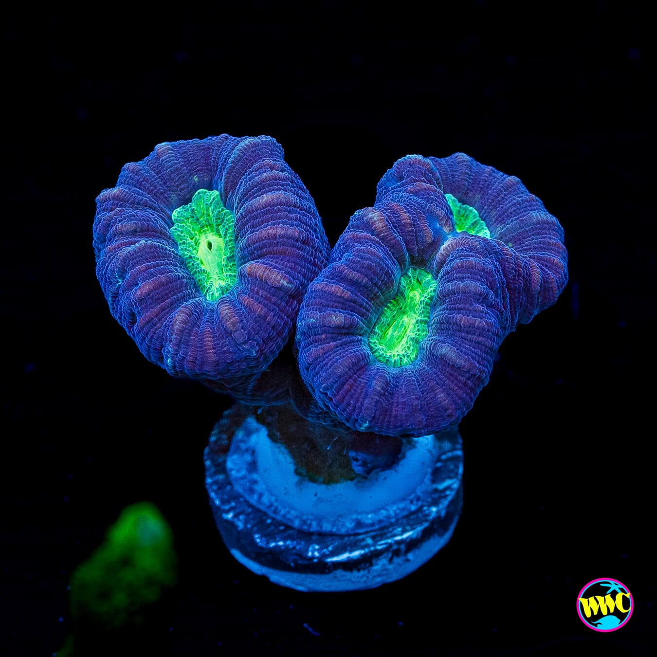 Alien Eye Candy Cane