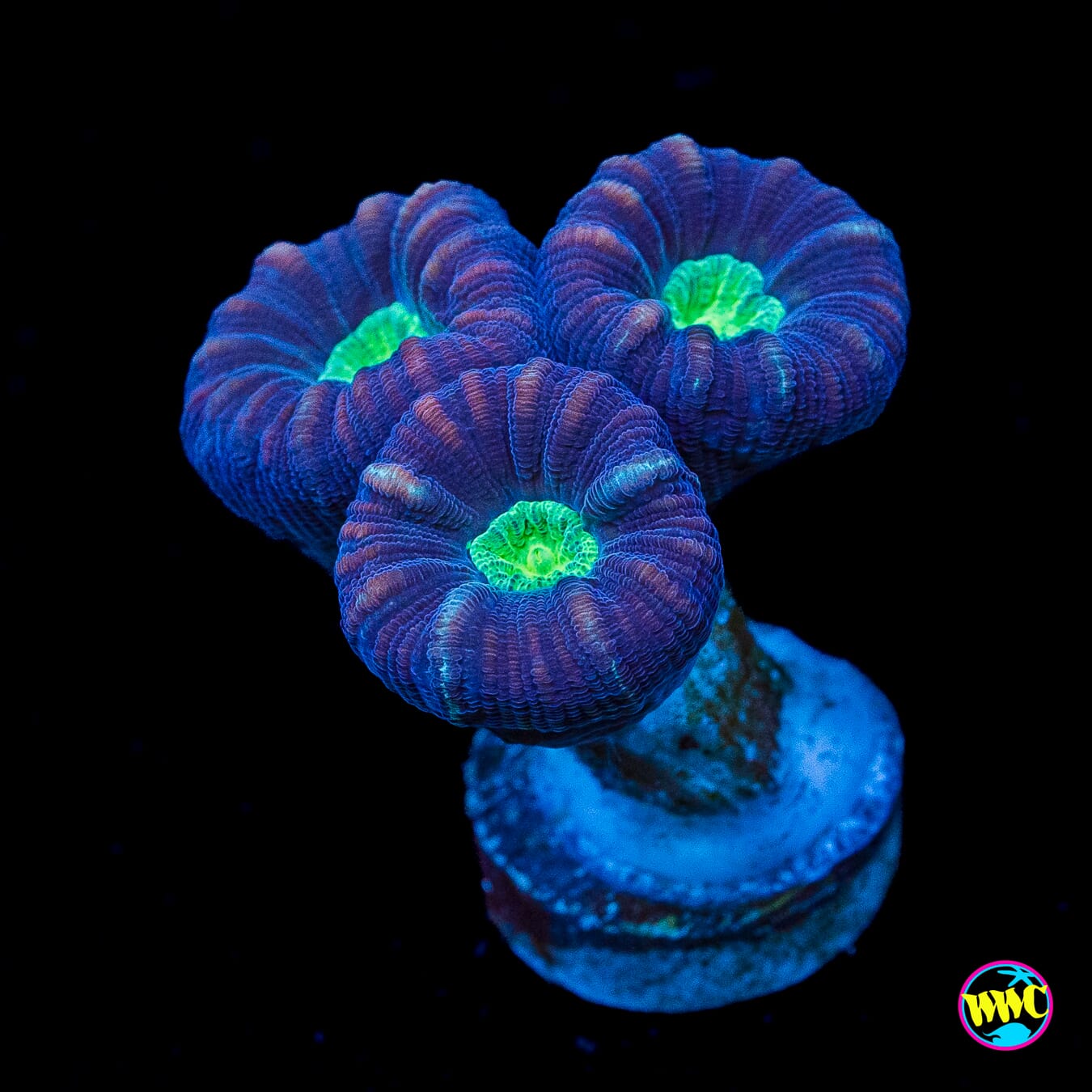 Alien Eye Candy Cane