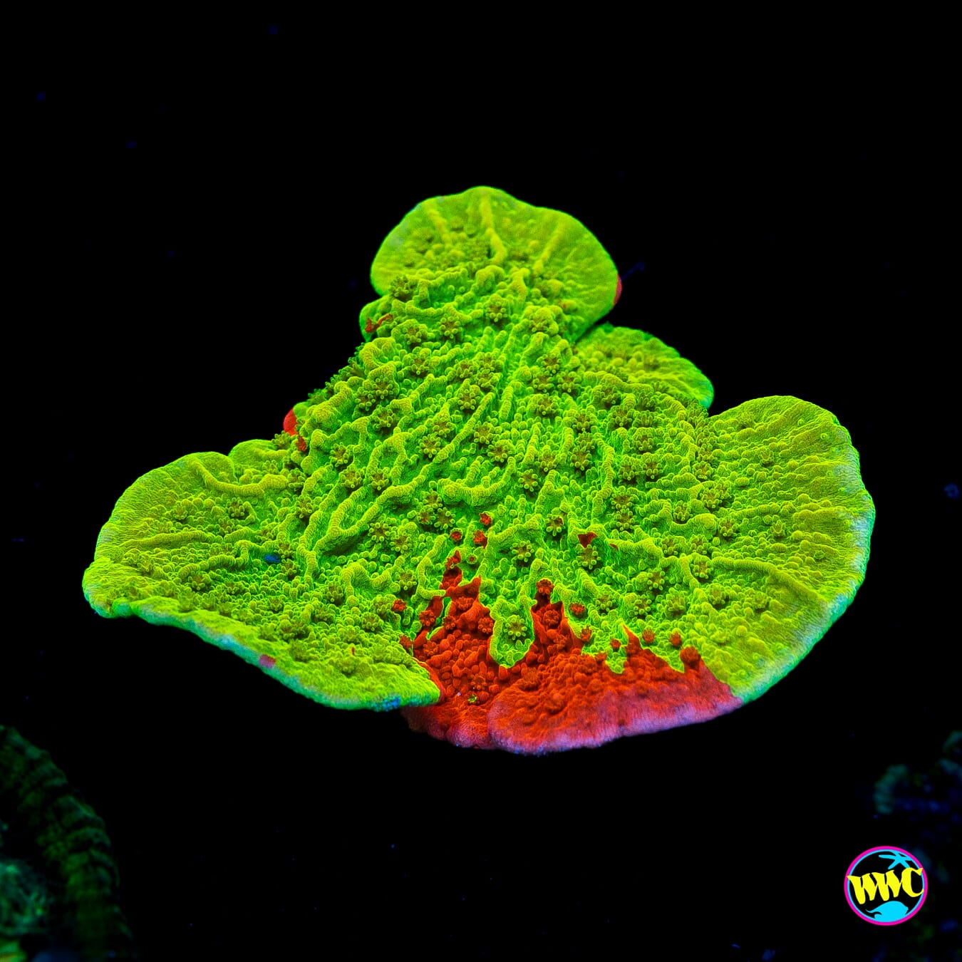 WWC Jaw Breaker Grafted Montipora