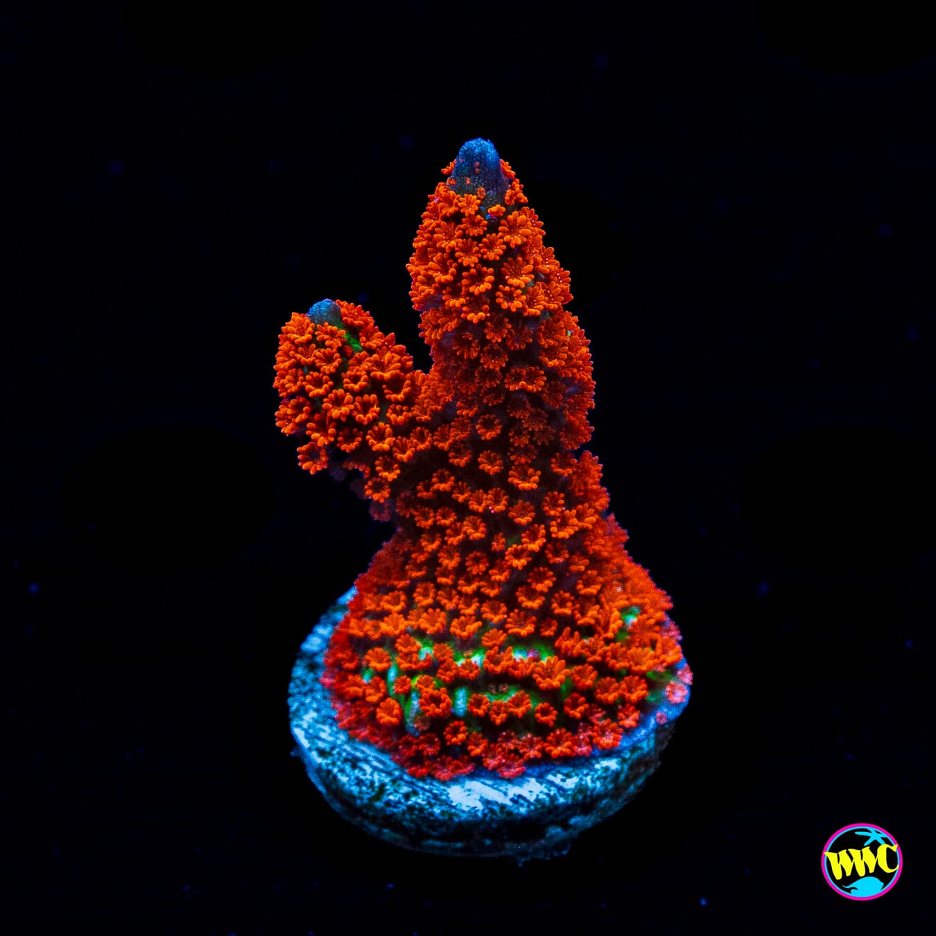 Forest Fire Digitata Montipora