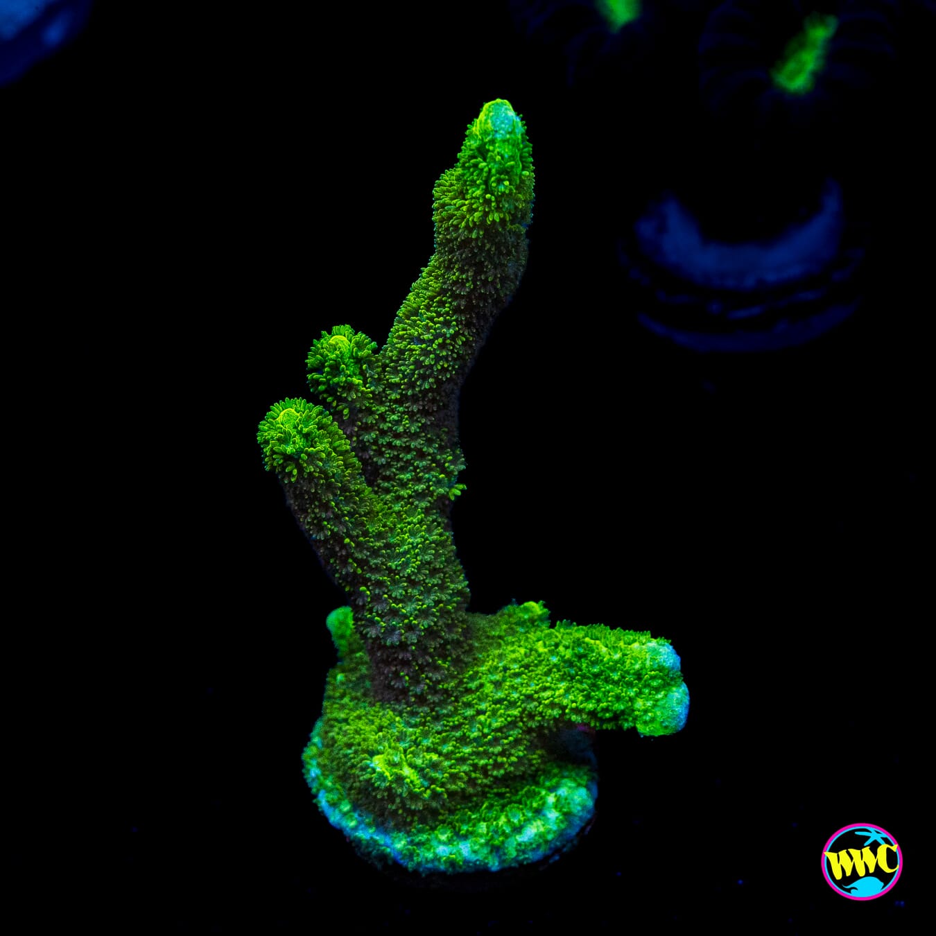 Green Digitata Montipora