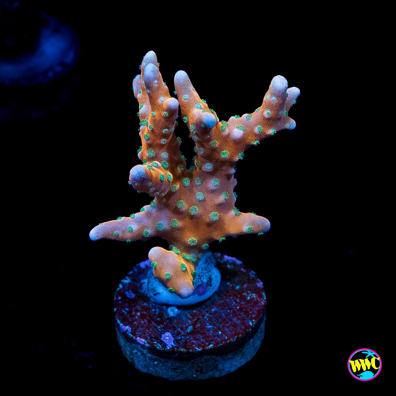 RR Tropicana Anacropora