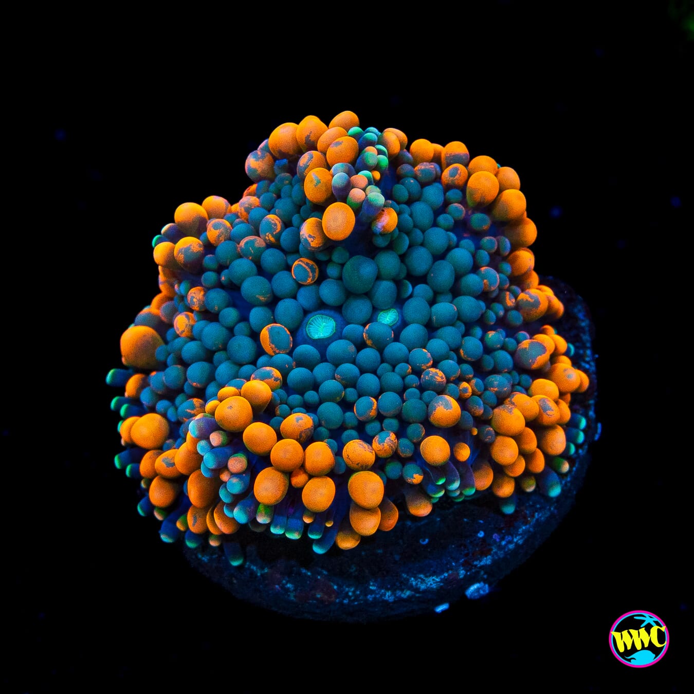 Serendipity Ricordea Mushroom