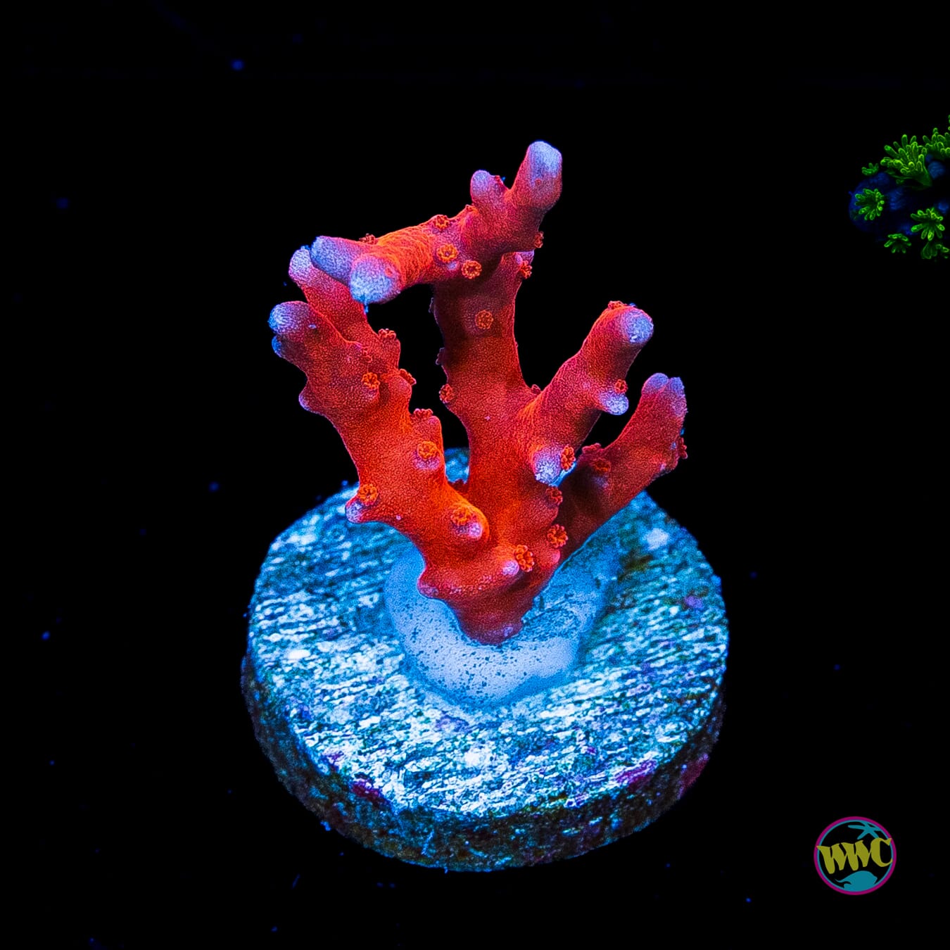 Jason Fox TNT Anacropora