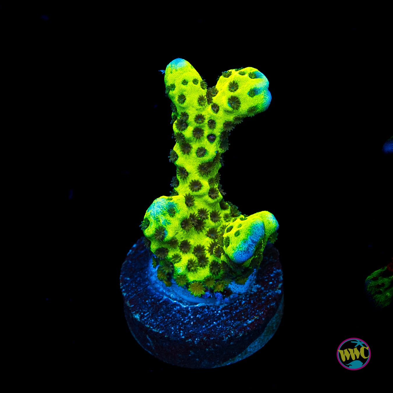 WWC Slimeball Spongodes Montipora
