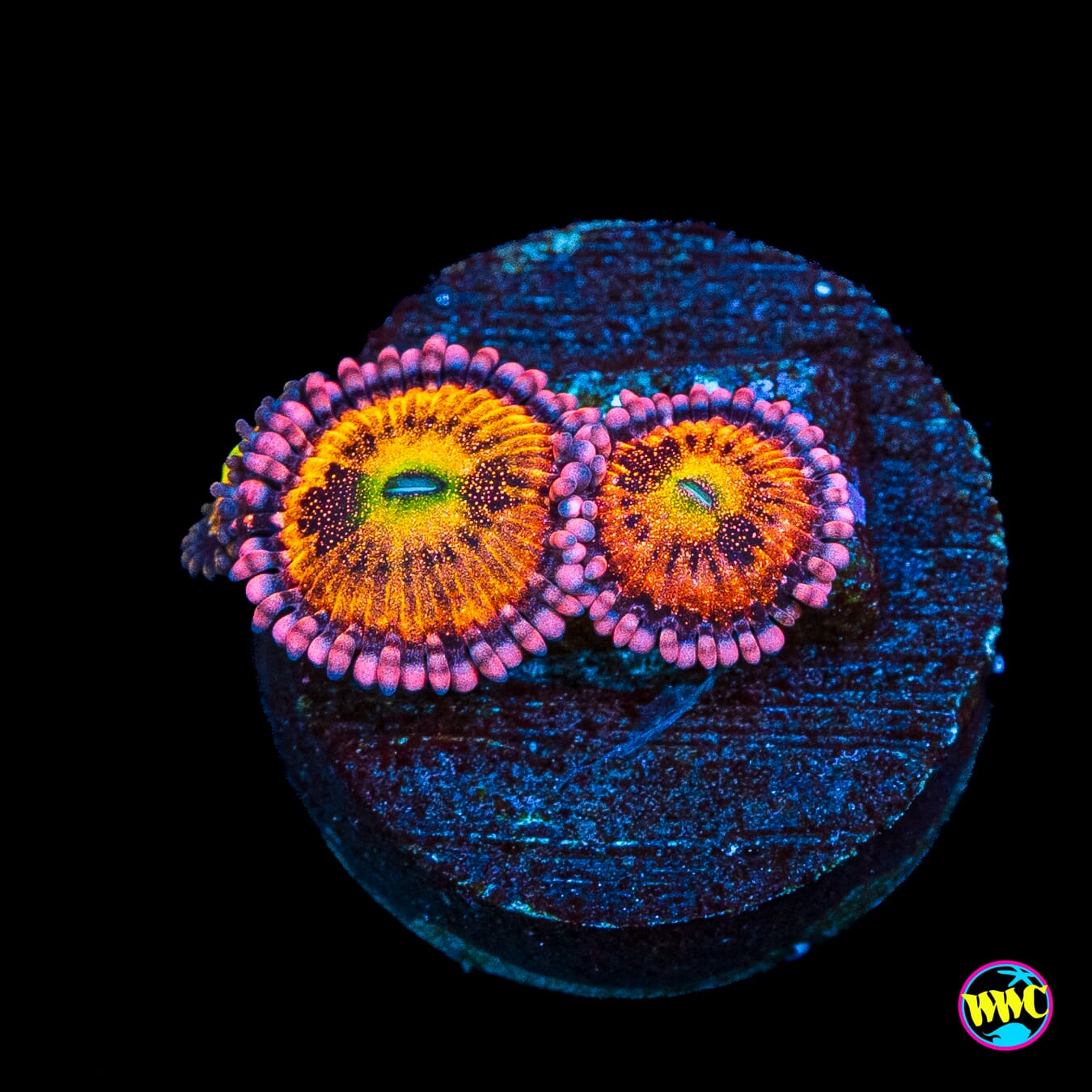 WWC Halle Berry Zoanthids
