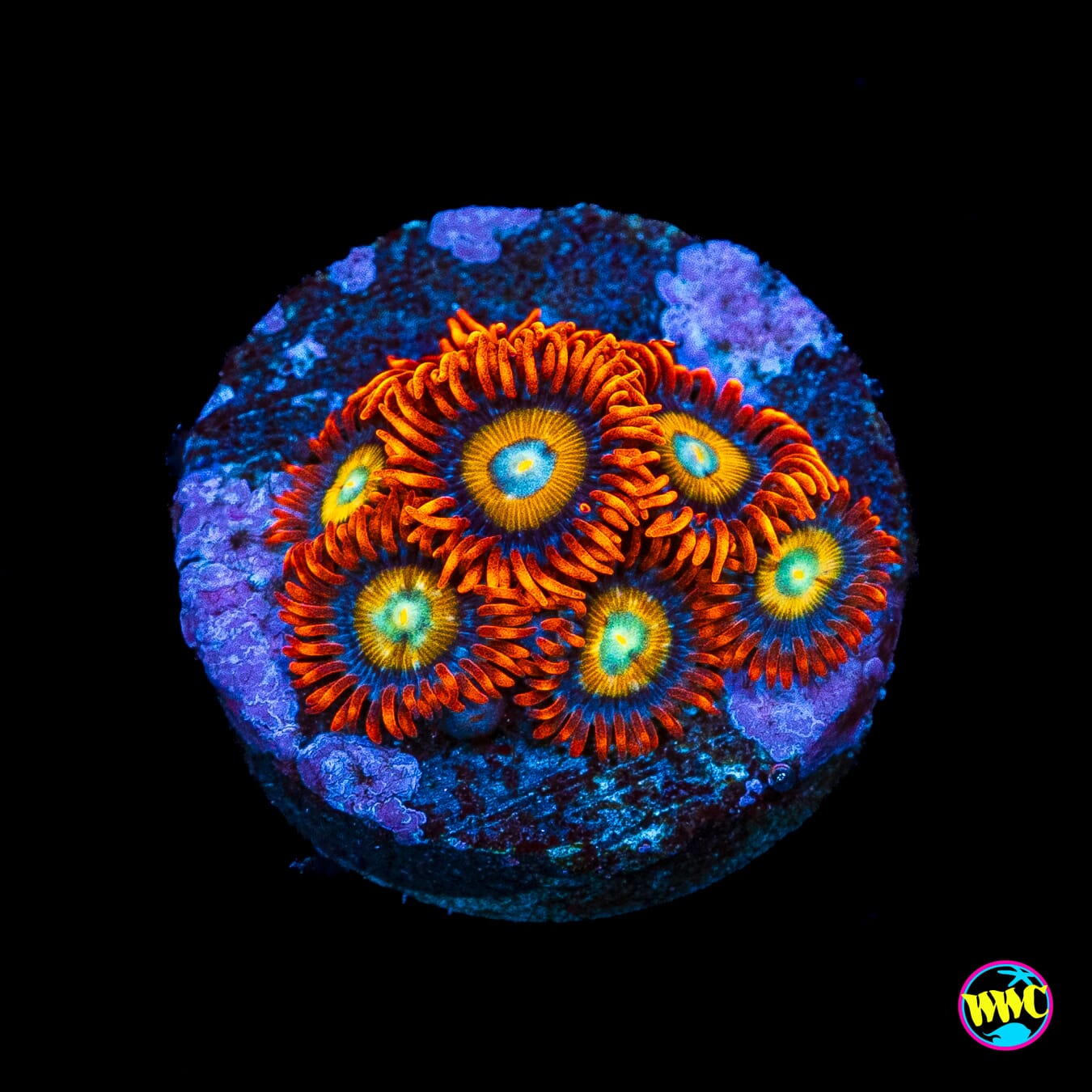 WWC Blondies Zoanthids