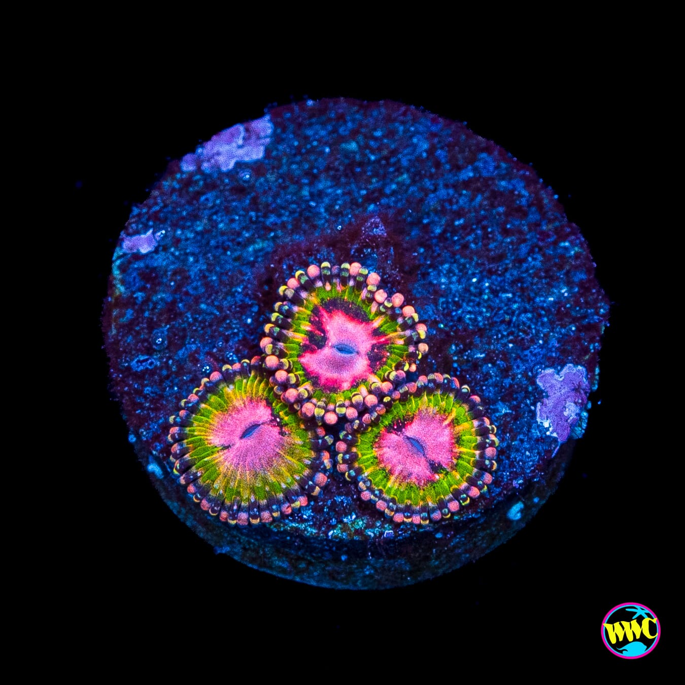 WWC Pink Krakatoa Zoanthids