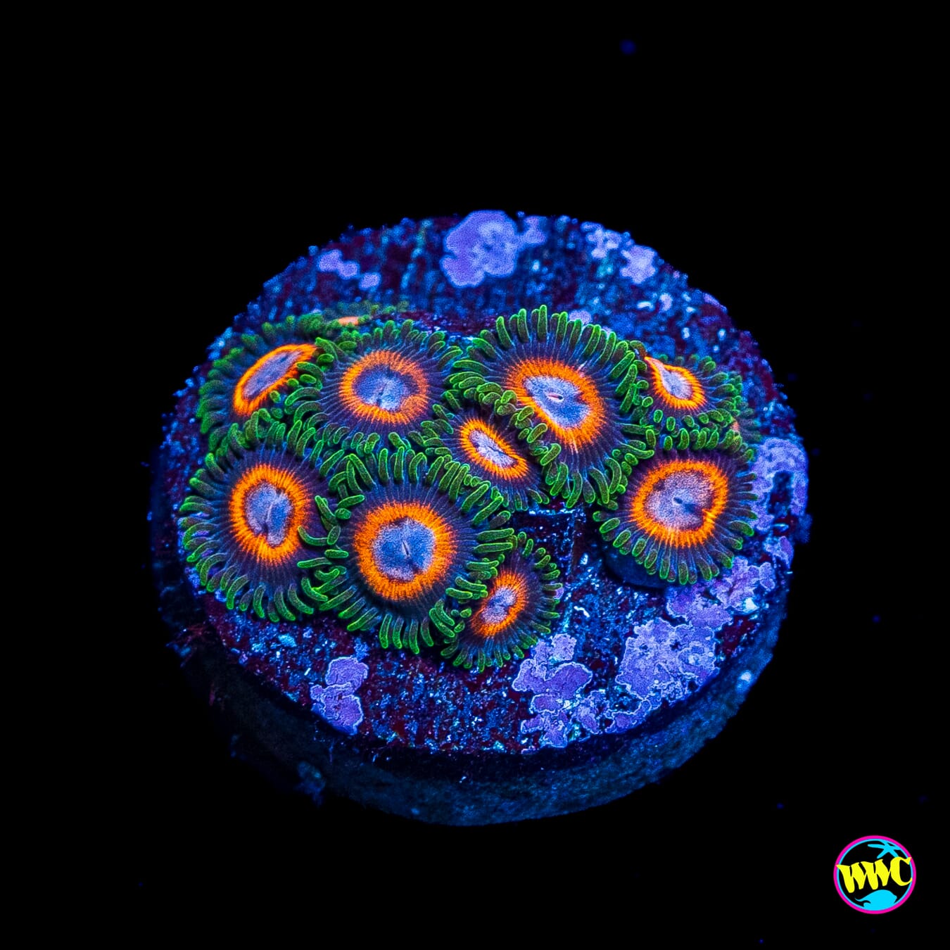 Jason Fox Fairy Tales Zoanthids