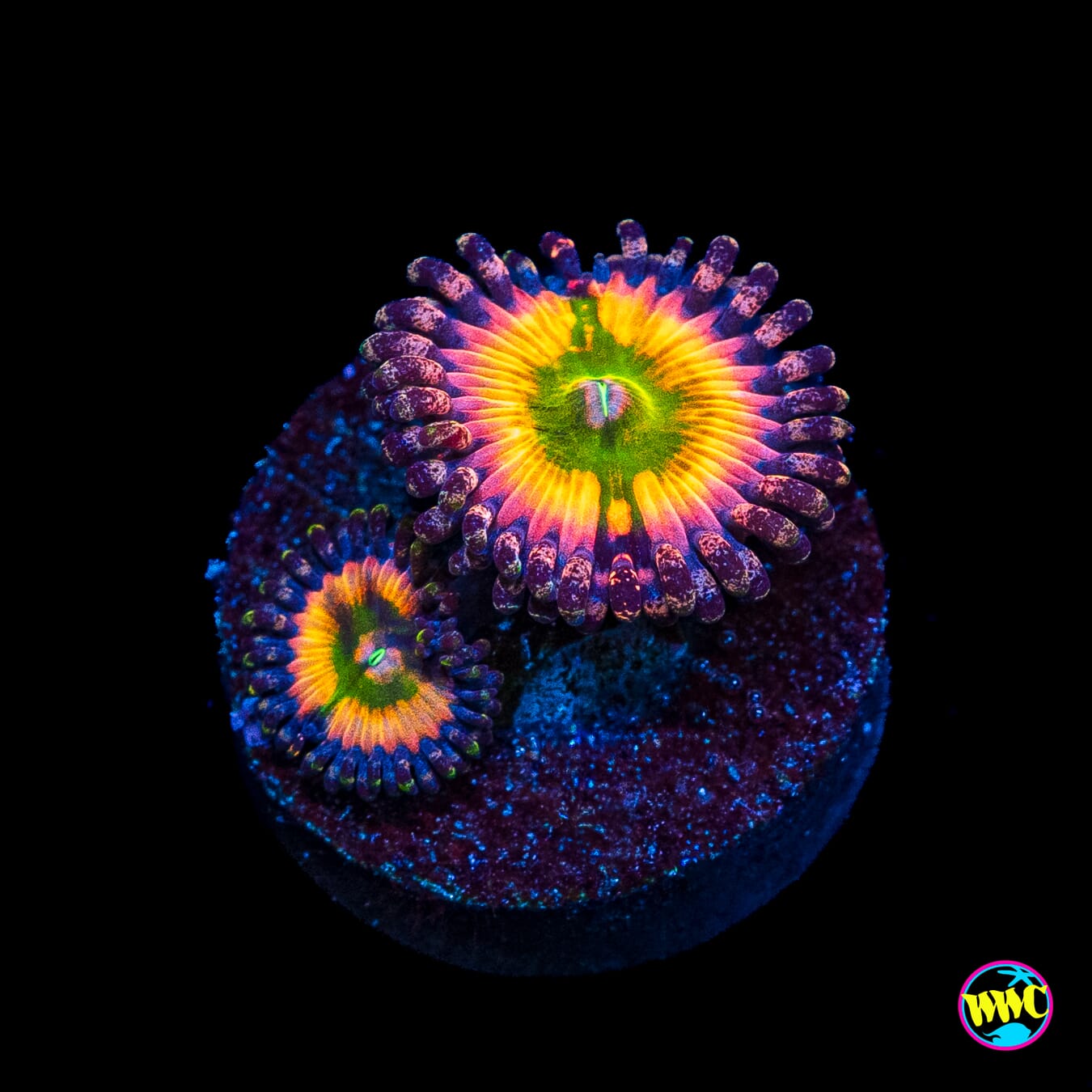No.129★Premium熱帯魚シリーズ①★インカ50★popx★ Tyree Rainbow Infusion Zoanthids