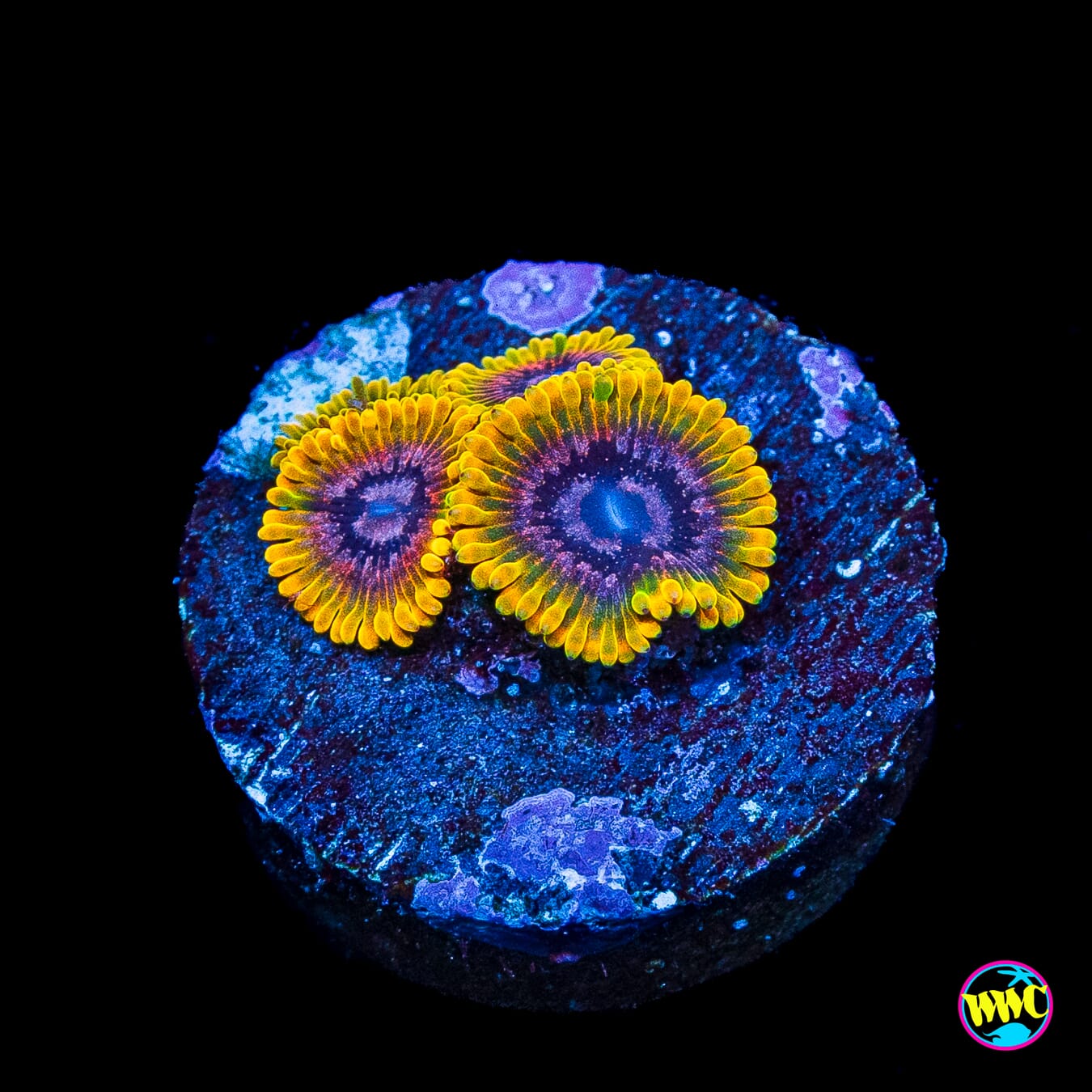 Jason Fox Acid Reflux Zoanthids