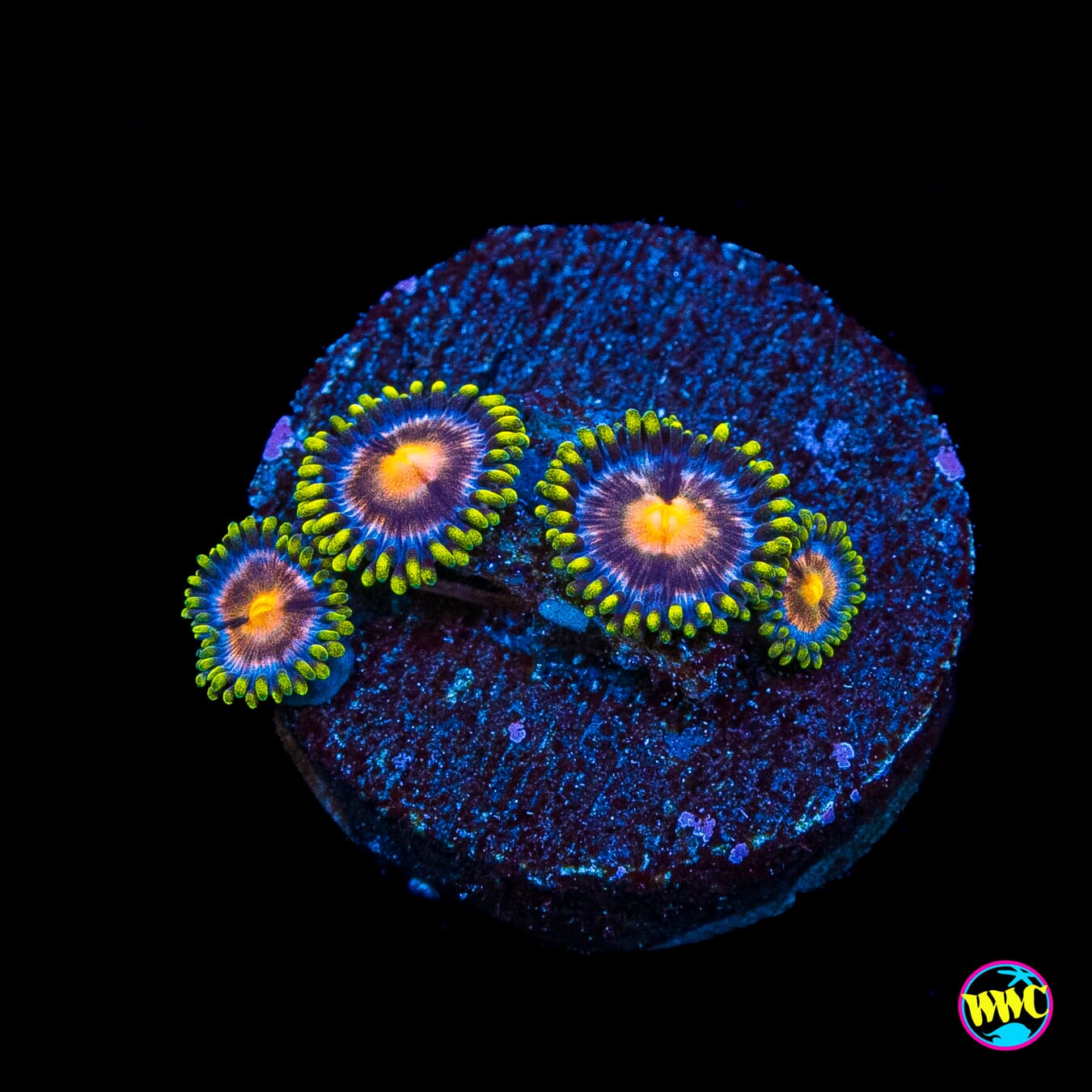 WWC Sweet Tooth Zoanthids