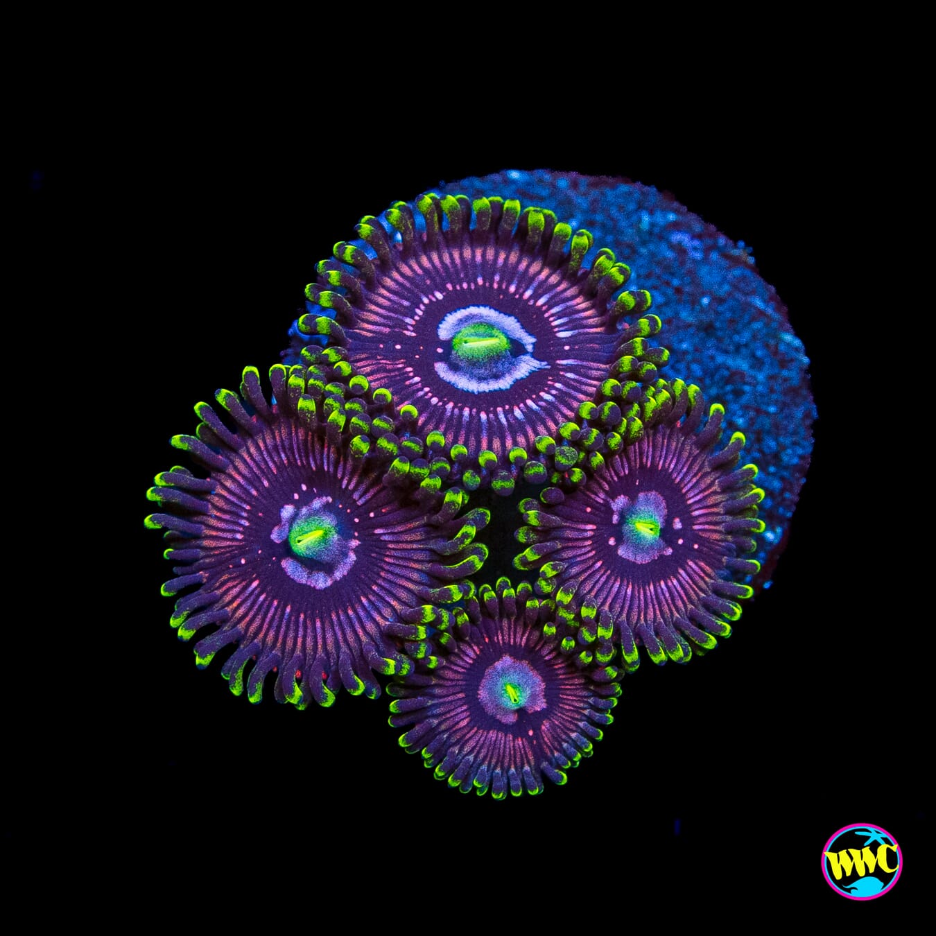 WWC Black Orchid Zoanthids