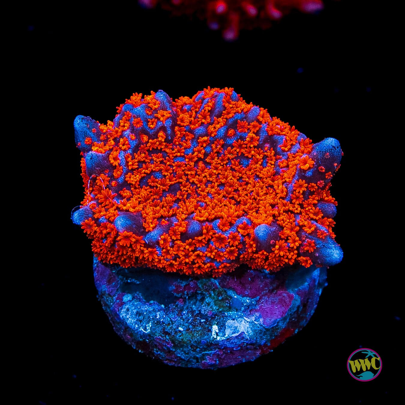 Superman Digitata Montipora