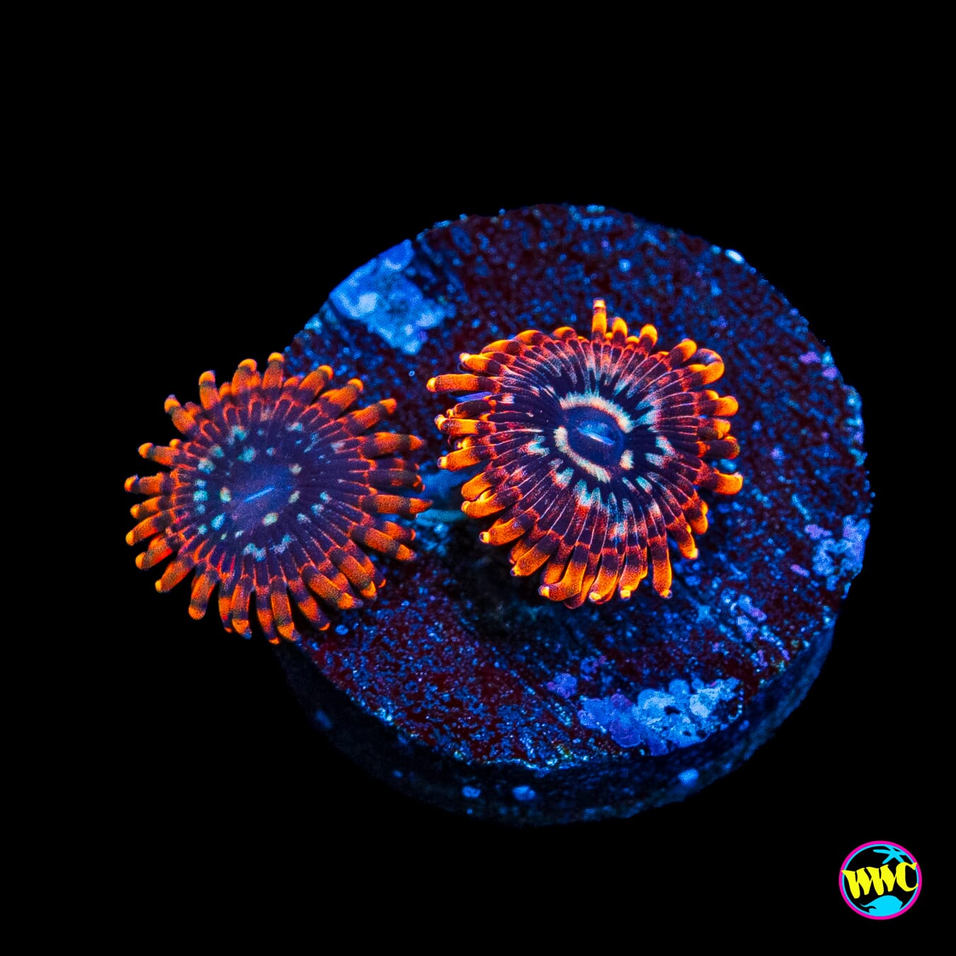 Utter Peace Zoanthids